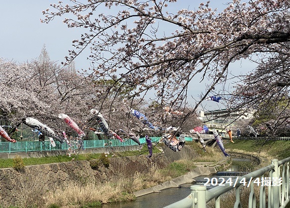 名古屋市名東区香流川の桜