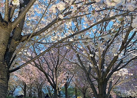 東山植物園の桜のライトアップ（名古屋市千種区）