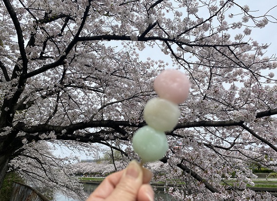 荒子川公園の桜（名古屋市港区）