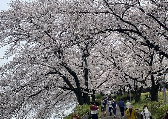 荒子川公園の桜（名古屋市港区）