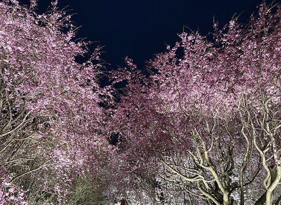 東山植物園の桜のライトアップ（名古屋市千種区）