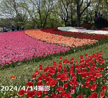 木曽三川公園のチューリップ（2024年4月14日）