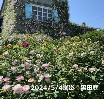 愛知県豊橋市在住黒田邸のオープンガーデン（2024年5月4日）