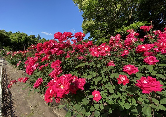 庄内緑地公園（名古屋市西区）の薔薇（2024年5月11日）