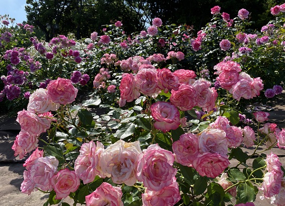 庄内緑地公園（名古屋市西区）の薔薇（2024年5月11日）