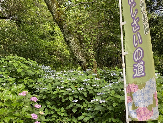 鞍ヶ池公園のあじさいの道（愛知県豊田市）