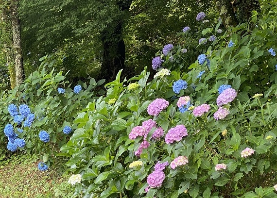 鞍ヶ池公園のあじさいの道（愛知県豊田市）