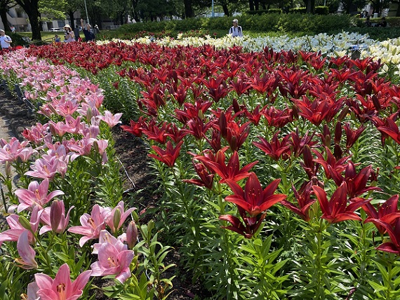名古屋市千種公園のユリの花園