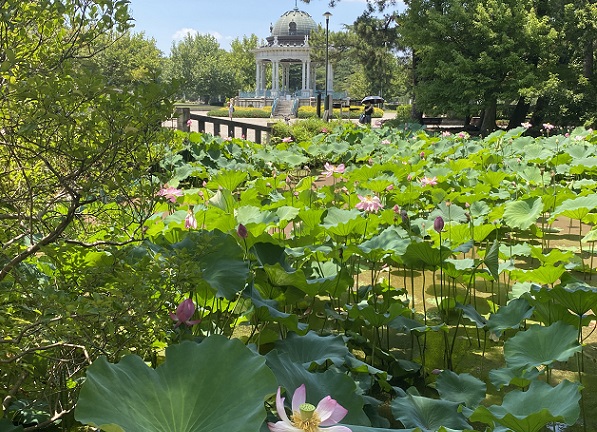 鶴舞公園のハス池