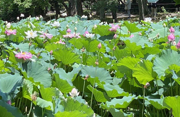 鶴舞公園のハス池