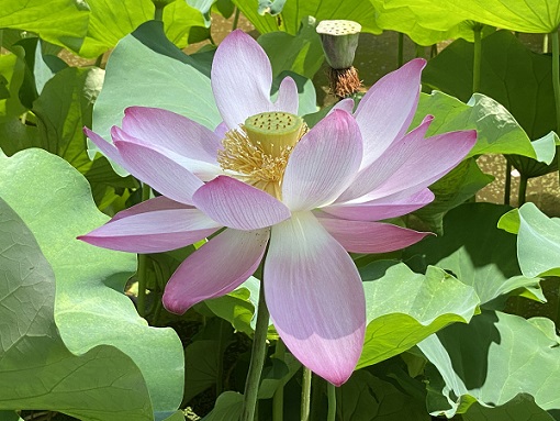 鶴舞公園のハス池