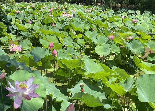 鶴舞公園のハス池