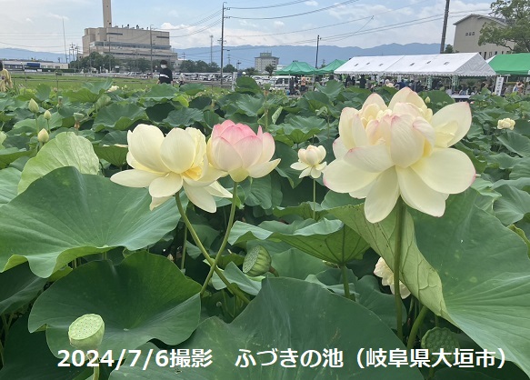 大垣市武道館前のふづきの池のハナハス