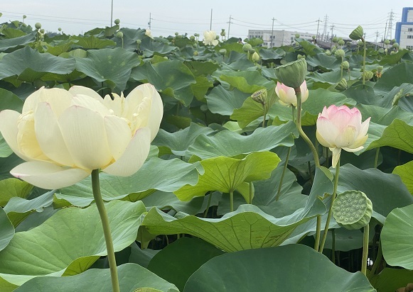 大垣市武道館前のふづきの池のハナハス