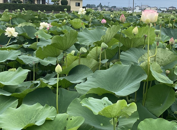 大垣市武道館前のふづきの池のハナハス