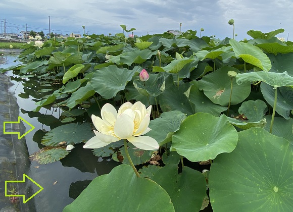 大垣市武道館前のふづきの池のハナハス