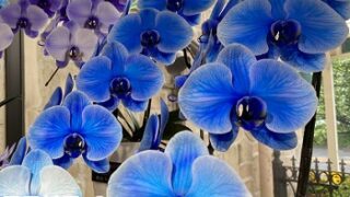 久屋大通庭園フラリエ（名古屋市中区）のフラワーショップグリーンルームの胡蝶蘭