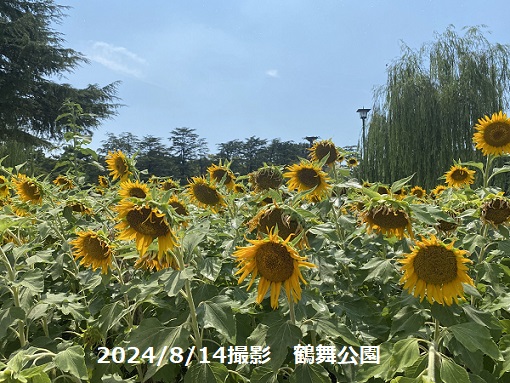 鶴舞公園（2024/8/14撮影）