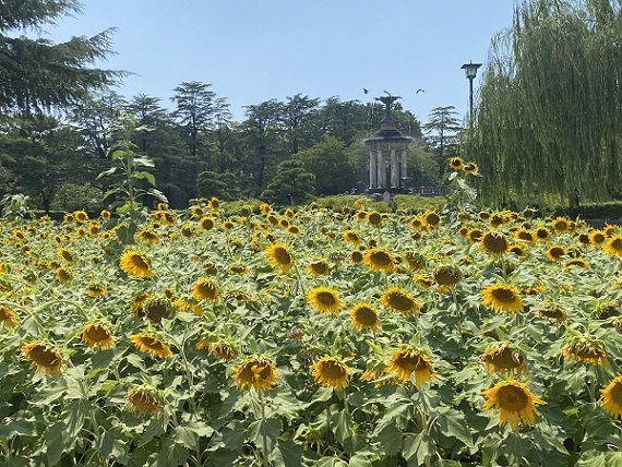 鶴舞公園（2024/8/14撮影）