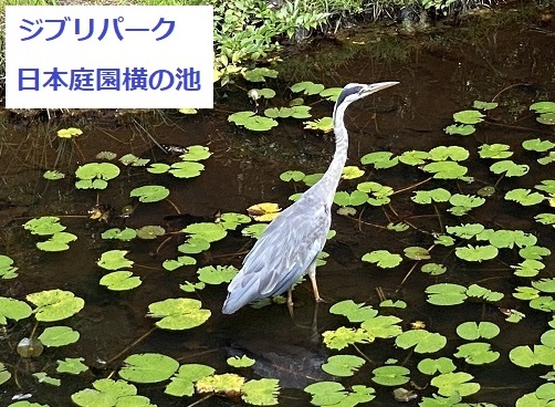 ジブリパーク日本庭園横の池