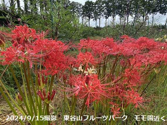 東谷山フルーツパークの彼岸花