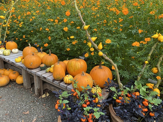 千種公園（名古屋市千種区）のキバナコスモス