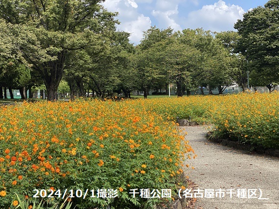 千種公園（名古屋市千種区）のキバナコスモス