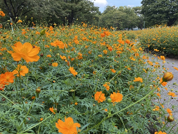 千種公園（名古屋市千種区）のキバナコスモス