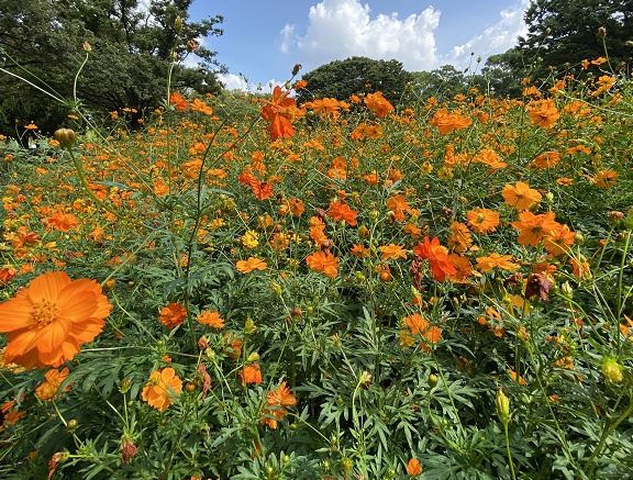 千種公園（名古屋市千種区）のキバナコスモス