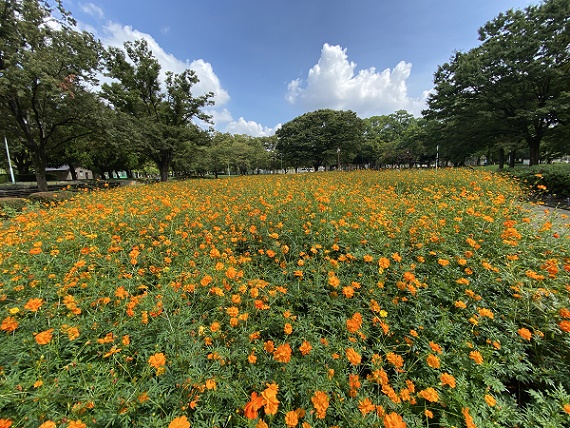 千種公園（名古屋市千種区）のキバナコスモス