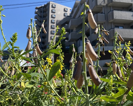 名古屋市名東区明徳公園の植物