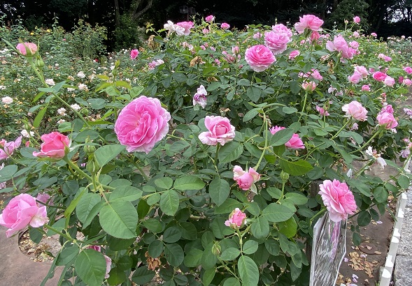 庄内緑地公園（名古屋市西区）