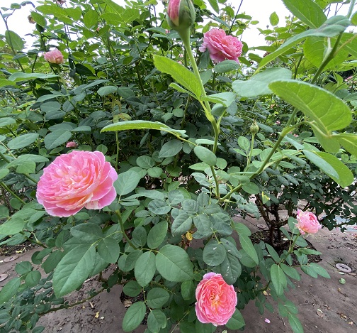 庄内緑地公園（名古屋市西区）