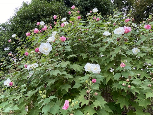 庄内緑地公園（名古屋市西区）