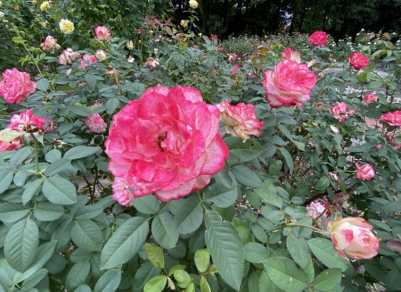 庄内緑地公園（名古屋市西区）