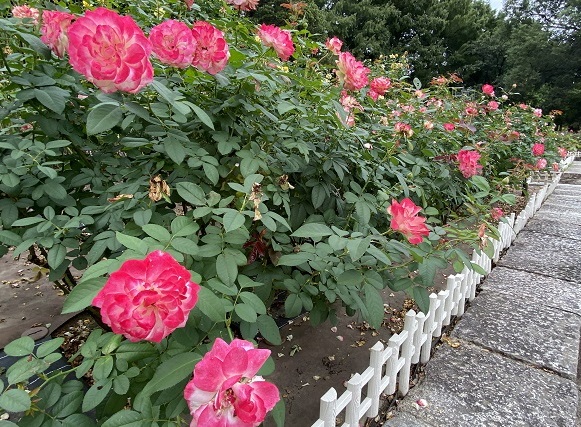 庄内緑地公園（名古屋市西区）