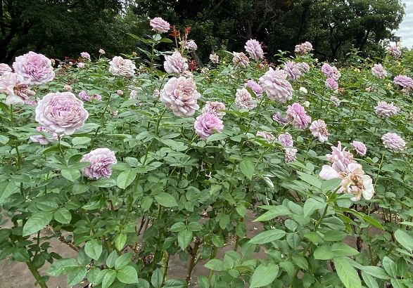 庄内緑地公園（名古屋市西区）