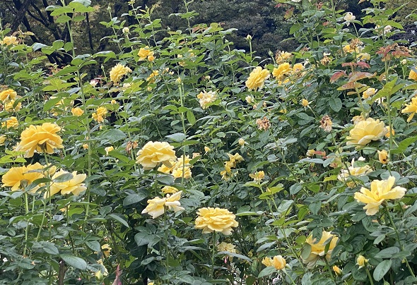 庄内緑地公園（名古屋市西区）