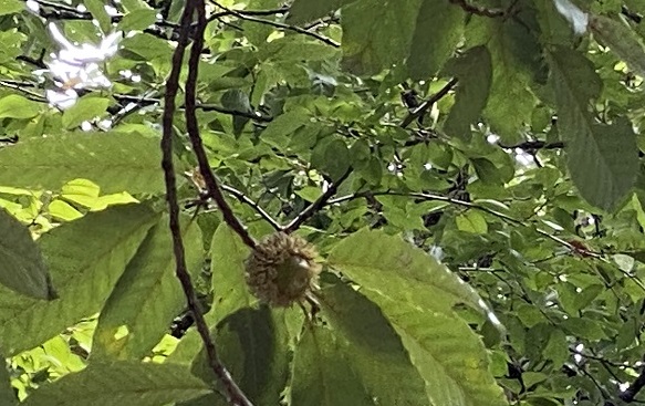 明徳公園（名古屋市名東区）のクヌギ