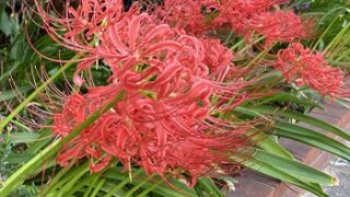 彼岸花（名古屋市地下鉄富士ケ丘駅の花壇）