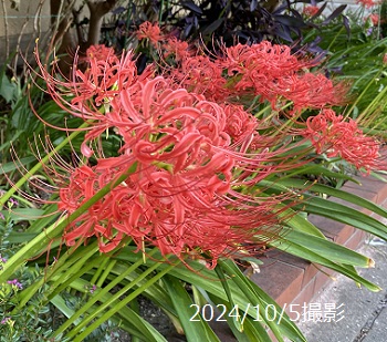 彼岸花（名古屋市地下鉄富士ケ丘駅の花壇）