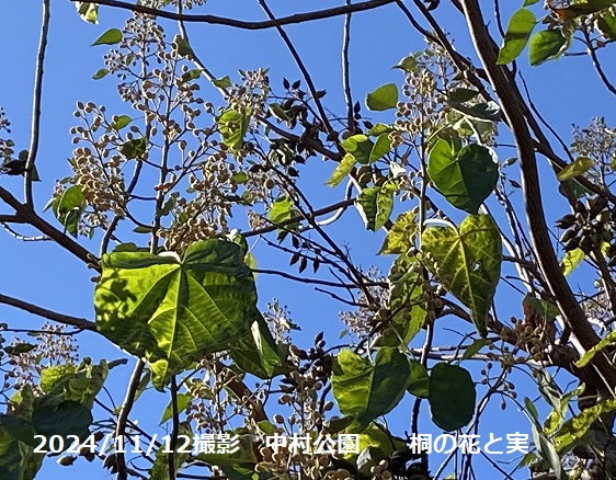 名古屋市中村公園の桐の花