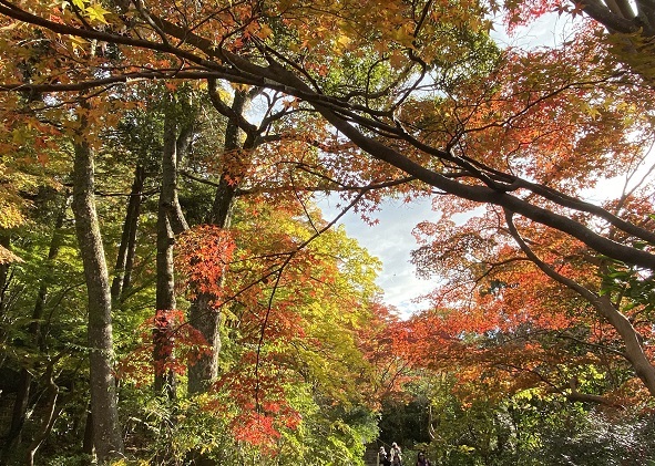 東山植物園の紅葉狩り（2024年12月1日）