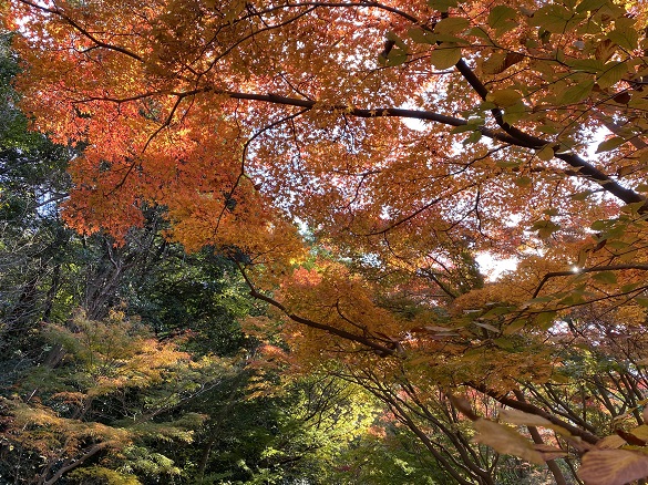 東山植物園の紅葉狩り（2024年12月1日）