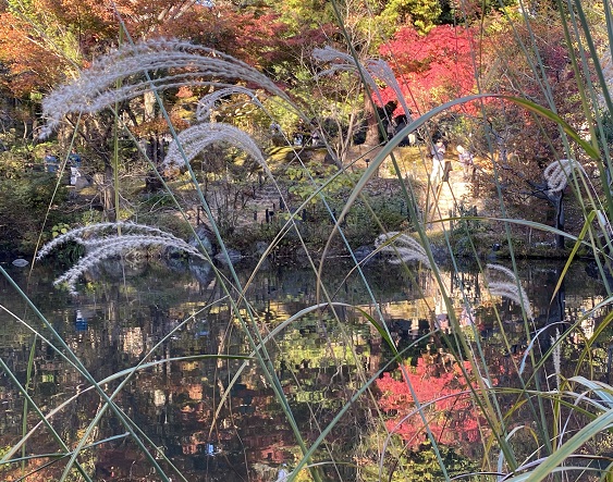 東山植物園の紅葉狩り（2024年12月1日）