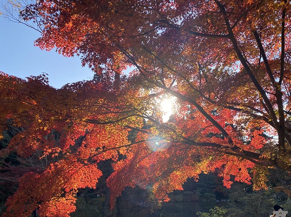 東山植物園の紅葉狩り（2024年12月1日）