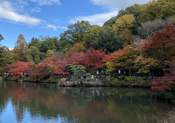 東山植物園の紅葉狩り（2024年12月1日）