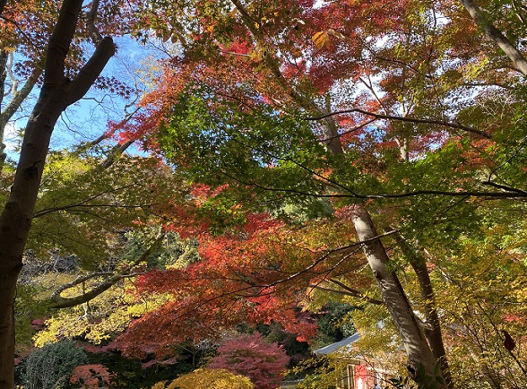 東山植物園の紅葉狩り（2024年12月1日）