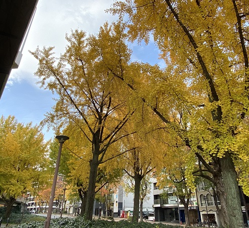 名古屋市若宮大通のイチョウ並木