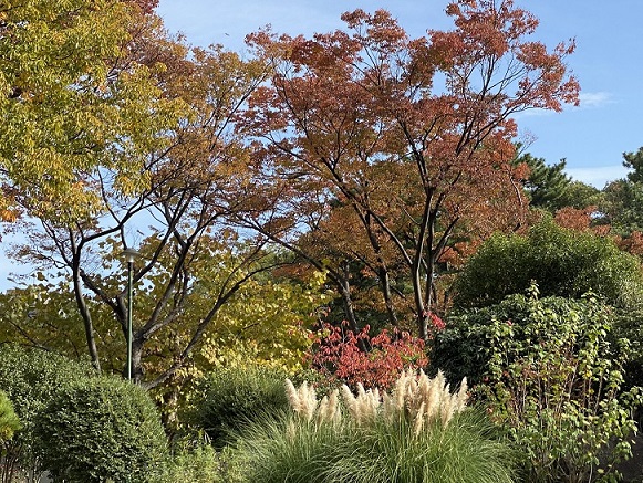 鶴舞公園の様子（2024年11月27日）